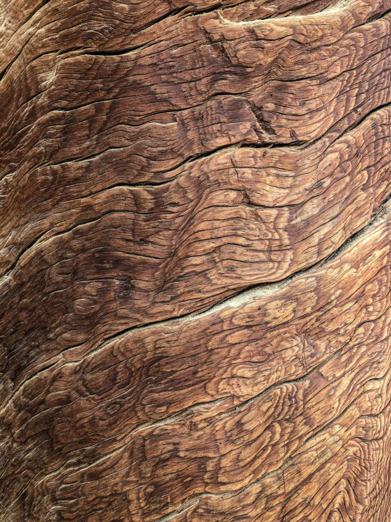Close-up of a tree trunk with prominent, textured bark showing intricate natural patterns and visible grain lines.